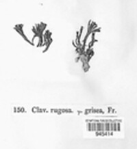 Clavulina rugosa image
